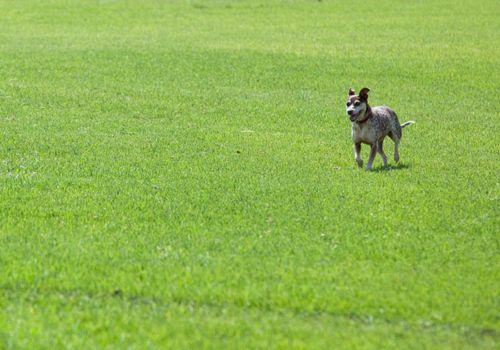 Dog running on robust Kikuyu