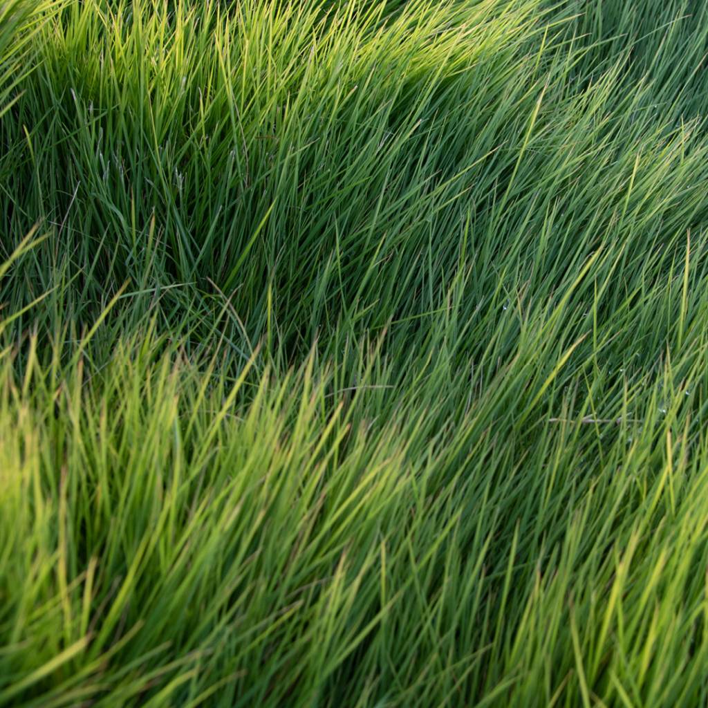 [320018] INSTANT TURF - SIR GRANGE ZOYSIA