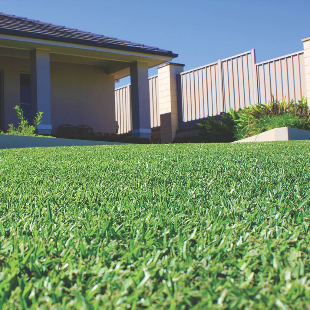 [310569] INSTANT TURF - SIR WALTER DNA CERTIFIED BUFFALO