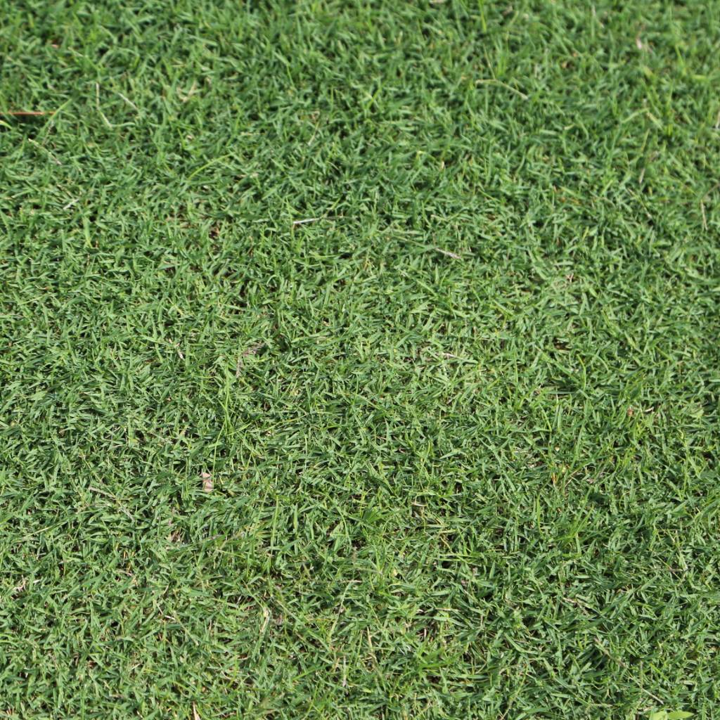 [310570] INSTANT TURF - TIFTUF HYBRID COUCH